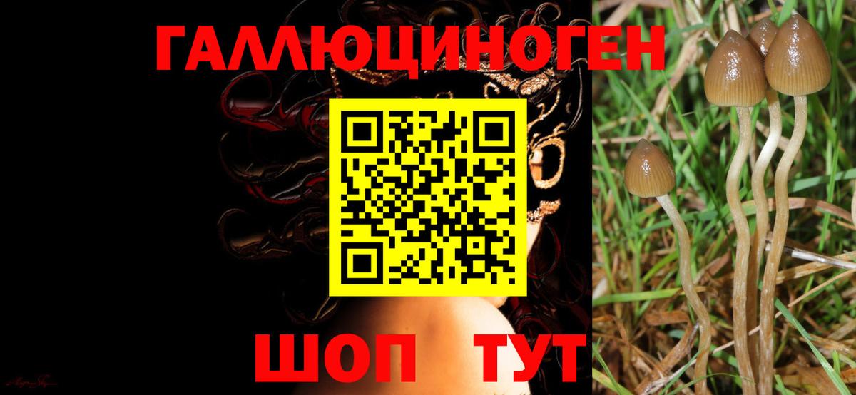 Псилоцибиновые грибы Cubensis Канаш